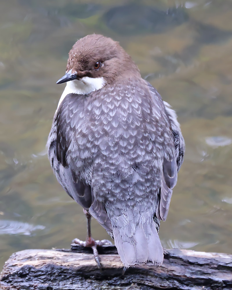 Dipper